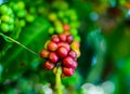 coffee bean,coffee tree Royalty Free Stock Photo