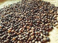 coffee bean dry process Royalty Free Stock Photo