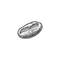 Coffee bean. Hand drawn vector vintage engraving Royalty Free Stock Photo