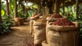 coffee bean harvest, coffee beans in burlap sacks, workers sorting and inspecting them at the plantation, showcase the Royalty Free Stock Photo