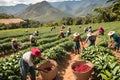 Coffee bean harvest field farm worker basket crop