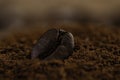 Coffee bean on heap of ground coffee Royalty Free Stock Photo