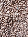 Coffee Bean Pile Beans More