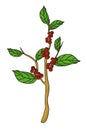 Coffee Bean Plant vector illustration.Coffee plant vector