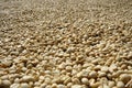 Background texture of fresh raw dried coffee beans to be roasted Royalty Free Stock Photo