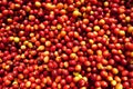 Fresh red berries coffee beans background. Organic red cherries coffee beans background. Royalty Free Stock Photo