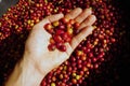Organic red berries coffee beans in hand Royalty Free Stock Photo