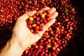 Organic red berries coffee beans in hand Royalty Free Stock Photo