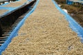 Raw coffee beans are exposed to sunlight. There are dried by sun drying. Royalty Free Stock Photo