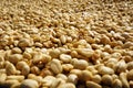 Raw coffee beans are exposed to sunlight. There are dried by sun drying. Royalty Free Stock Photo