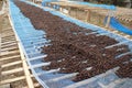 Raw coffee beans dried in a farm in northern Thailand.