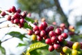 Coffee bean in coffee tree plantation.Fresh green berry of coffee in organic farm. selective focus