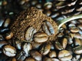 Coffee beand roasted and ground coffee bean background style