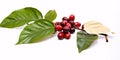 Coffee beans accompanied by fresh berries on a white background