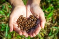 Coffee beans on agriculturist hand