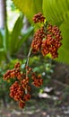 Coffee Beans Royalty Free Stock Photo