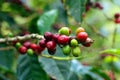 Coffee beans, Boquete, Chiriqui, Panama Royalty Free Stock Photo