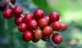 Coffee beans, Boquete, Chiriqui, Panama Royalty Free Stock Photo