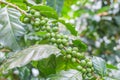 Coffee beans on the branch in coffee plantation farm. Arabica coffee. Royalty Free Stock Photo