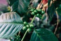 Coffee beans on the branch in coffee plantation farm. Arabica coffee. Coffee beans ready to pick. Fresh roasted coffee beans. Royalty Free Stock Photo