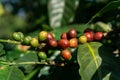 Coffee Crop, Plant, Crop - Plant, Fruit, Farmer Royalty Free Stock Photo