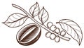 Coffee Beans on Branch, Fresh Brew Ingredient, Cafe Theme, vector design Generative AI Royalty Free Stock Photo