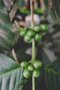 Coffee beans on the branch in coffee plantation farm. Arabica coffee. Coffee beans ready to pick. Fresh roasted coffee beans. Royalty Free Stock Photo