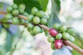 Coffee beans on the branch in coffee plantation farm. Arabica coffee. Coffee beans ready to pick. Fresh roasted coffee beans. Royalty Free Stock Photo