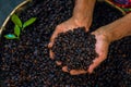Coffee beans carefully selected in the hand