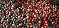 Coffee beans cherry process organic robusta in thailand