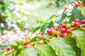 Coffee beans Royalty Free Stock Photo