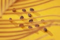 Coffee beans close-up on solar yeellow background with the shadow of palm leaves, selective focus