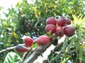 these are coffee beans, coffee comes from coffee beans, but there are several types of coffee beans and this is one of them