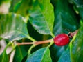 Red coffee in the coffee garden