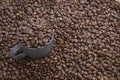 Coffee beans in dark cup on mixed coffee beans background Royalty Free Stock Photo