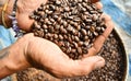coffee beans dark roat on hand at home Royalty Free Stock Photo