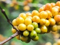 Coffee beans in day light.