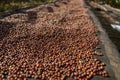 Coffee beans drying at coffee plantations on the mountains in Africa Royalty Free Stock Photo