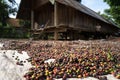 Coffee beans drying in the sun Royalty Free Stock Photo