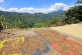 Coffee beans drying in the sun. Coffee plantations on the mountains of San Andres, Colombia Royalty Free Stock Photo