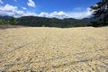 Coffee beans drying in the sun. Coffee plantations on the mountains of San Andres, Colombia Royalty Free Stock Photo