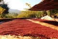 coffee beans drying in the sun on farm