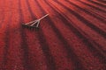 Coffee beans drying in the sun. Coffee plantations at coffee farm Royalty Free Stock Photo