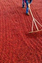 Coffee beans drying in the sun. Coffee plantations at coffee farm Royalty Free Stock Photo