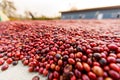 Coffee beans drying in the sun. Coffee plantations at farm Royalty Free Stock Photo