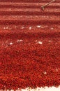 Coffee beans drying in the sun. Coffee plantations at farm Royalty Free Stock Photo