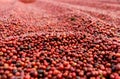 Coffee beans drying in the sun. Coffee plantations at coffee farm Royalty Free Stock Photo