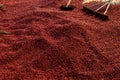 Coffee beans drying in the sun. Coffee plantations at coffee farm Royalty Free Stock Photo