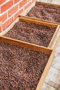 Coffee beans drying in the sun to later be cleaned and roasted Royalty Free Stock Photo