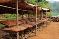 coffee beans drying on traditional outdoor racks